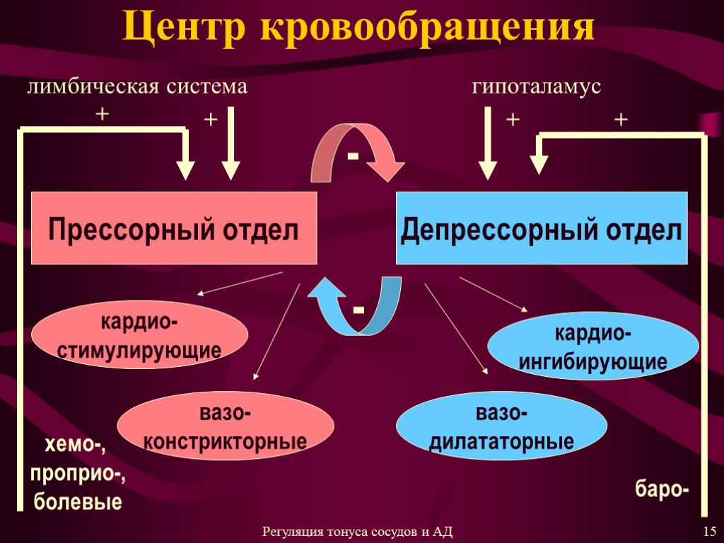 Центр кровообращения Прессорный отдел Депрессорный отдел кардио- стимулирующие кардио- ингибирующие вазо- констрикторные вазо- дилататорные